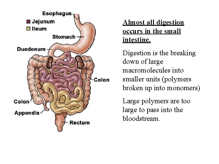 Almost all digestion occurs in the small intestine. Digestion is the breaking down of