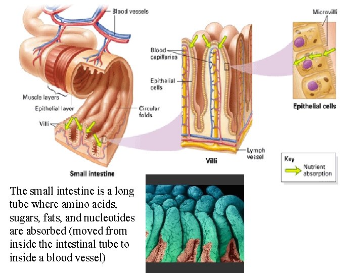 The small intestine is a long tube where amino acids, sugars, fats, and nucleotides