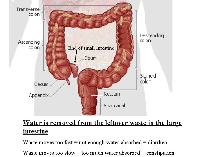 End of small intestine Water is removed from the leftover waste in the large