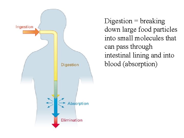 Digestion = breaking down large food particles into small molecules that can pass through