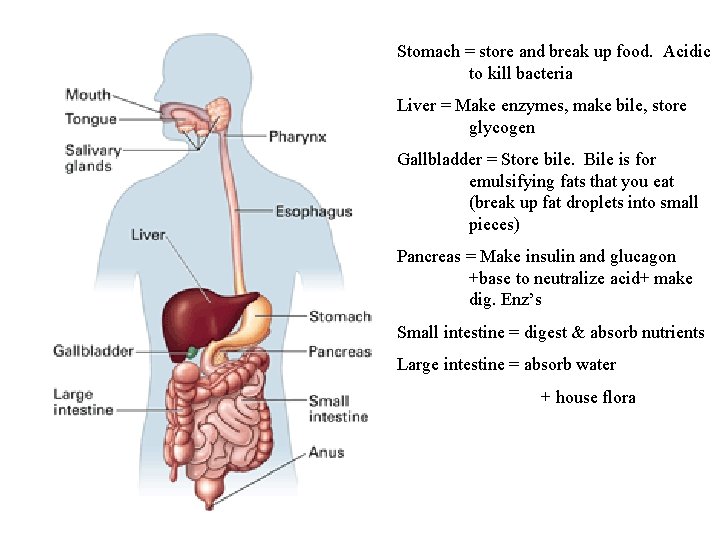 Stomach = store and break up food. Acidic to kill bacteria Liver = Make