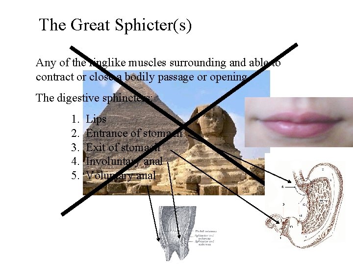 The Great Sphicter(s) Any of the ringlike muscles surrounding and able to contract or