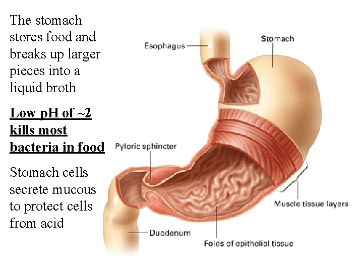The stomach stores food and breaks up larger pieces into a liquid broth Low