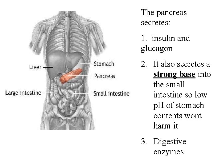 The pancreas secretes: 1. insulin and glucagon 2. It also secretes a strong base