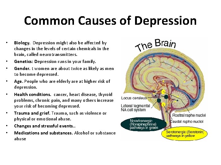 Common Causes of Depression • • Biology. Depression might also be affected by changes