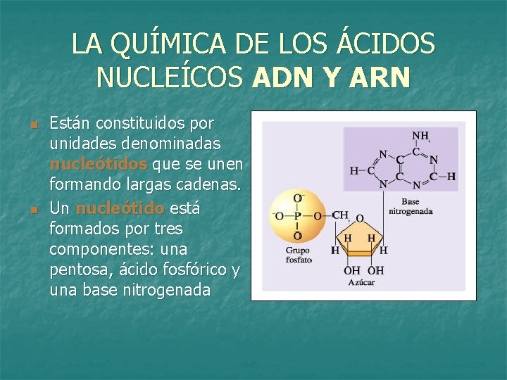LA QUÍMICA DE LOS ÁCIDOS NUCLEÍCOS ADN Y ARN n n Están constituidos por