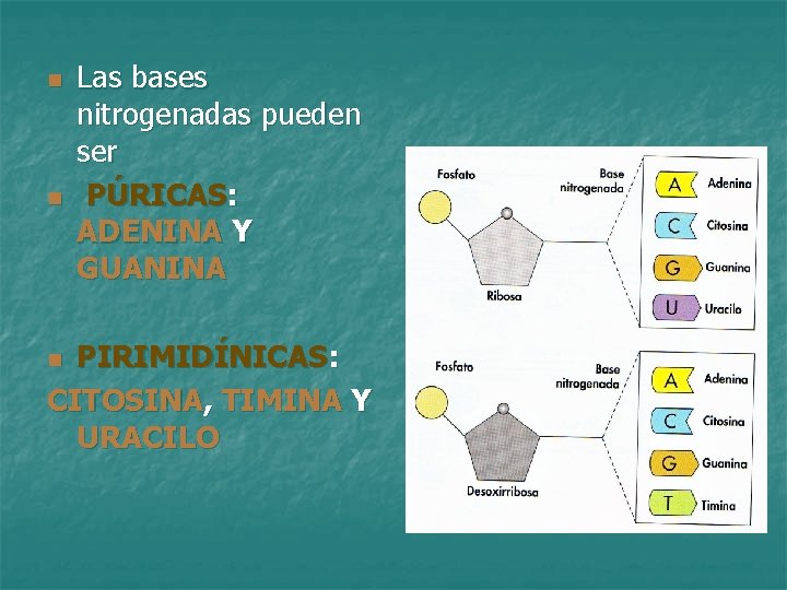 n n Las bases nitrogenadas pueden ser PÚRICAS: ADENINA Y GUANINA PIRIMIDÍNICAS: CITOSINA, TIMINA