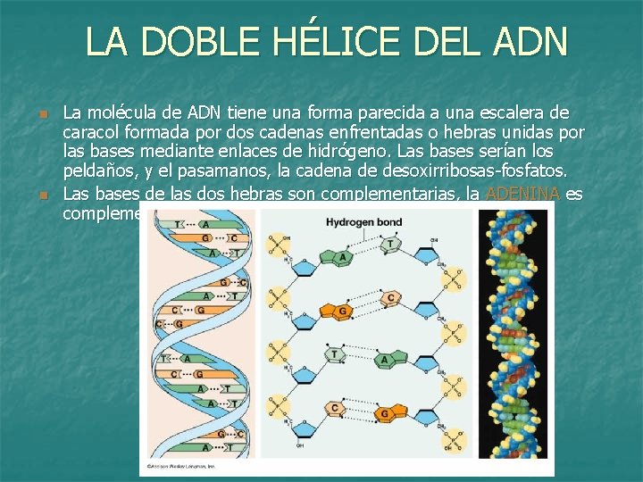 LA DOBLE HÉLICE DEL ADN n n La molécula de ADN tiene una forma