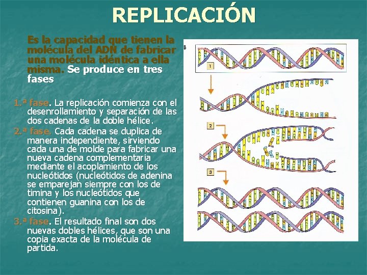 REPLICACIÓN Es la capacidad que tienen la molécula del ADN de fabricar una molécula