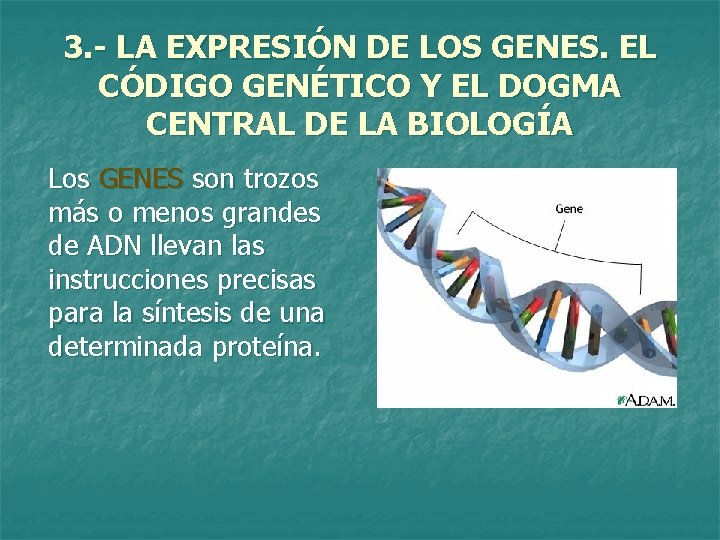 3. - LA EXPRESIÓN DE LOS GENES. EL CÓDIGO GENÉTICO Y EL DOGMA CENTRAL