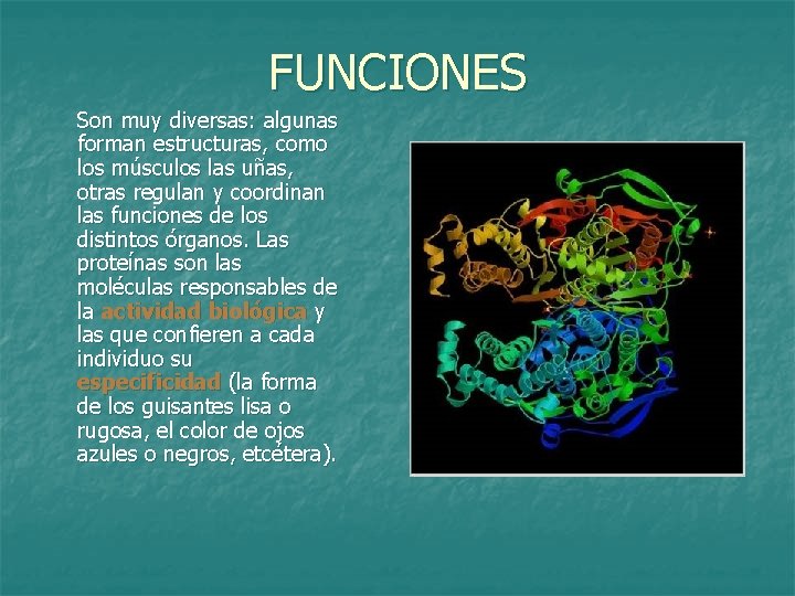 FUNCIONES Son muy diversas: algunas forman estructuras, como los músculos las uñas, otras regulan