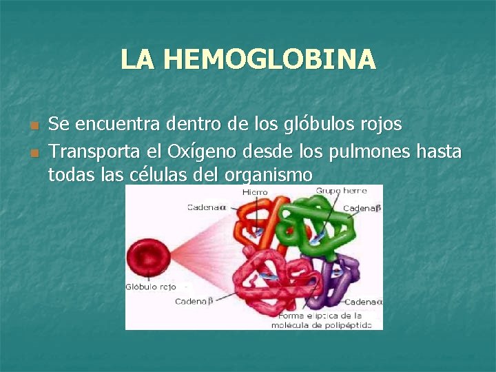 LA HEMOGLOBINA n n Se encuentra dentro de los glóbulos rojos Transporta el Oxígeno