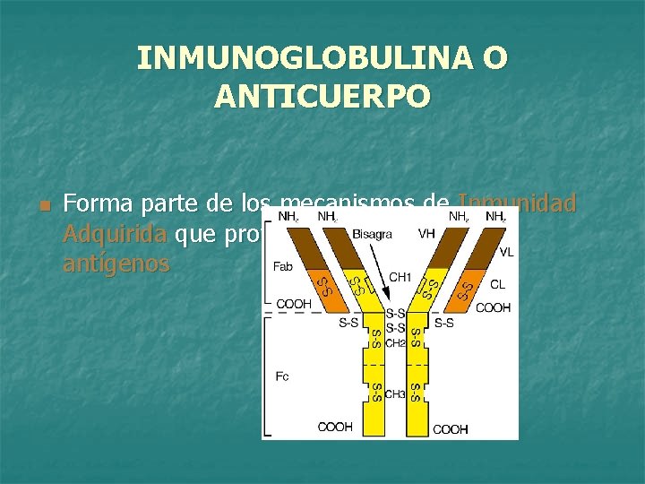 INMUNOGLOBULINA O ANTICUERPO n Forma parte de los mecanismos de Inmunidad Adquirida que protegen