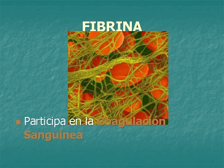 FIBRINA n Participa en la Coagulación Sanguínea 
