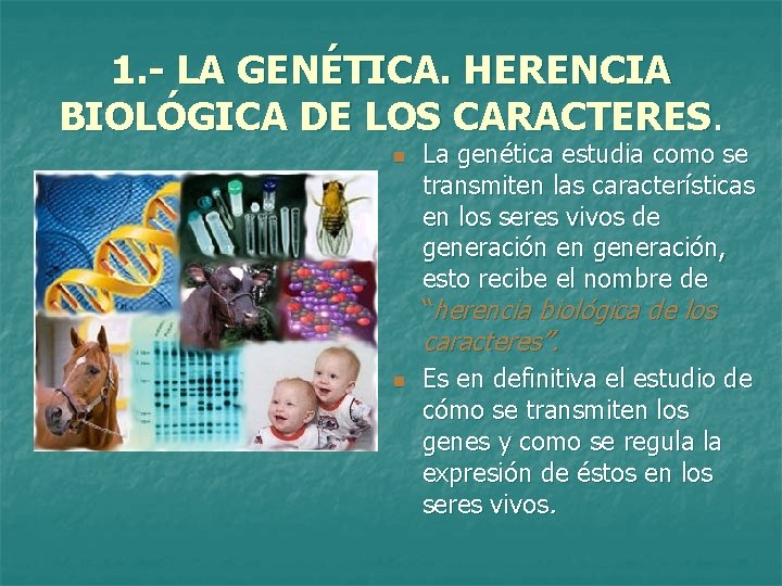 1. - LA GENÉTICA. HERENCIA BIOLÓGICA DE LOS CARACTERES. n La genética estudia como