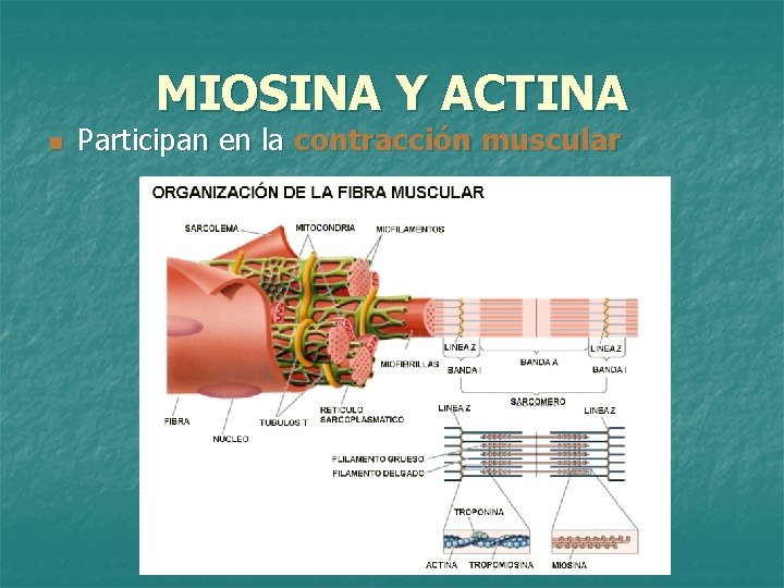 MIOSINA Y ACTINA n Participan en la contracción muscular 