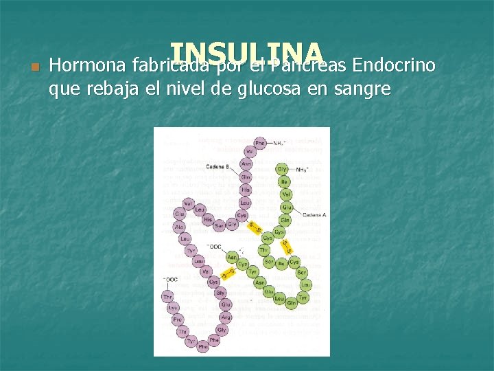 n INSULINA Hormona fabricada por el Páncreas Endocrino que rebaja el nivel de glucosa