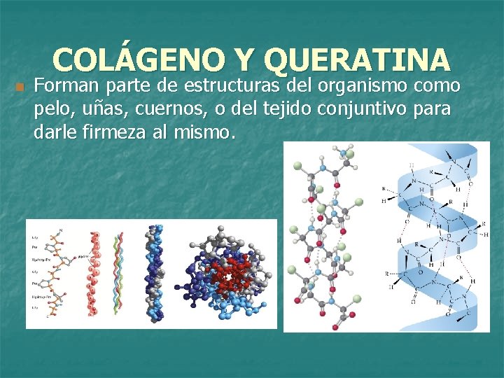COLÁGENO Y QUERATINA n Forman parte de estructuras del organismo como pelo, uñas, cuernos,