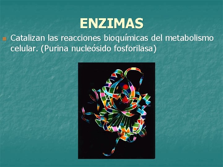 ENZIMAS n Catalizan las reacciones bioquímicas del metabolismo celular. (Purina nucleósido fosforilasa) 