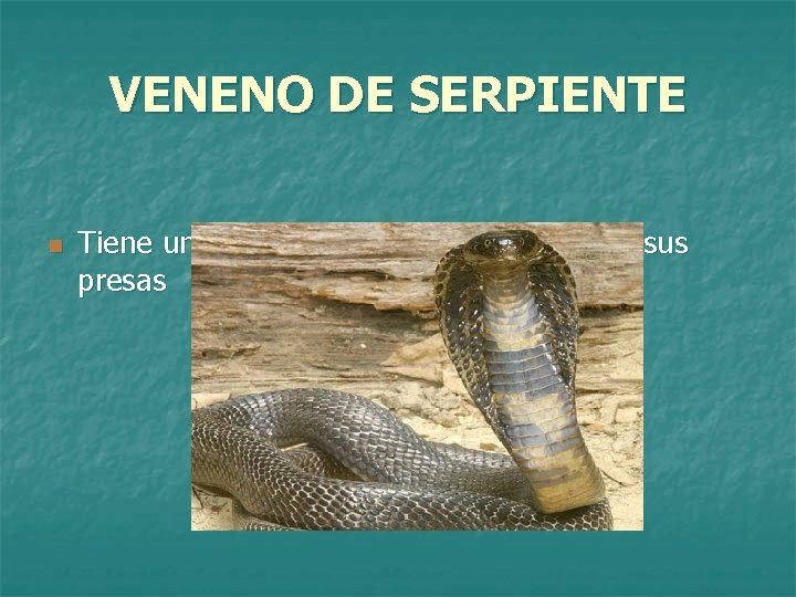 VENENO DE SERPIENTE n Tiene una función tóxica paralizar a sus presas 
