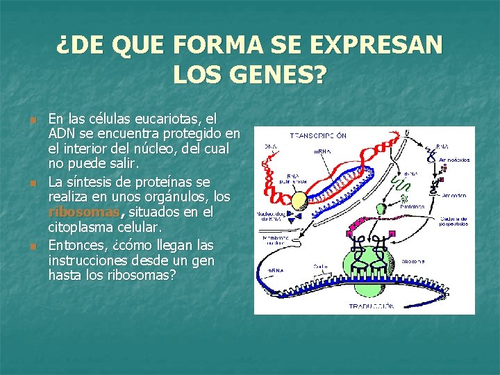 ¿DE QUE FORMA SE EXPRESAN LOS GENES? n n n En las células eucariotas,
