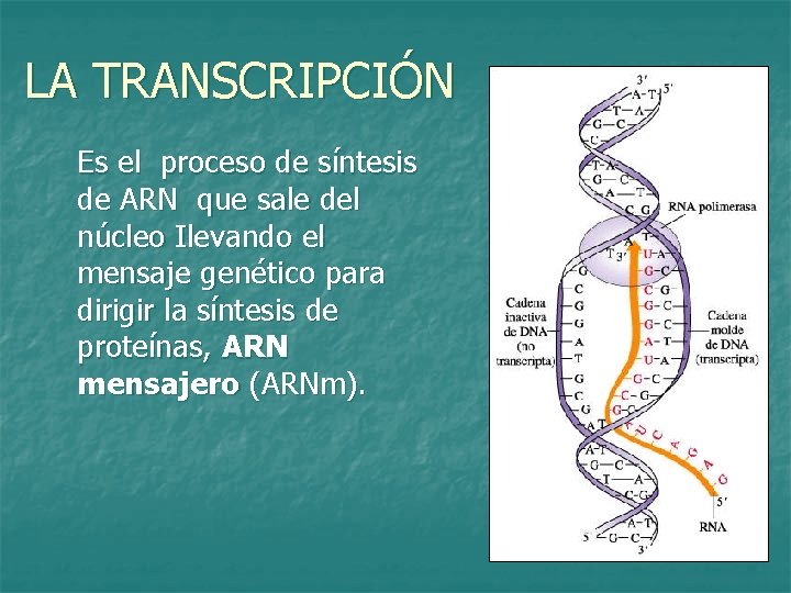 LA TRANSCRIPCIÓN Es el proceso de síntesis de ARN que sale del núcleo Ilevando