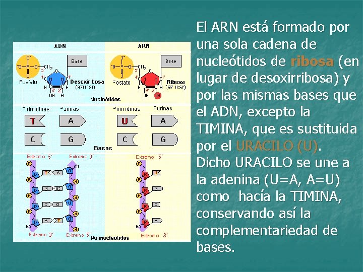 El ARN está formado por una sola cadena de nucleótidos de ribosa (en lugar