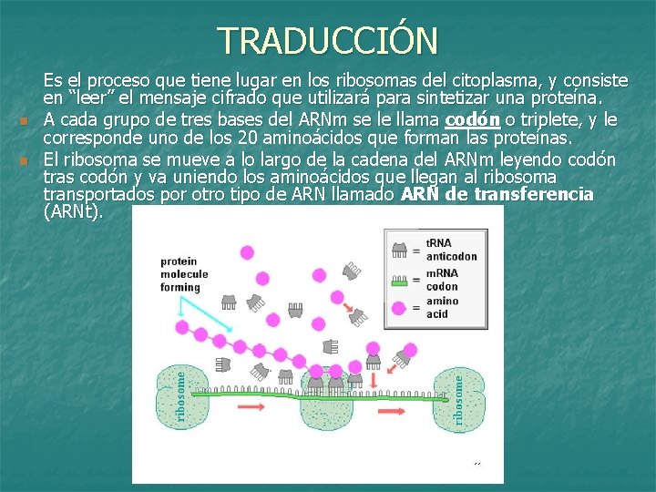 TRADUCCIÓN n n Es el proceso que tiene lugar en los ribosomas del citoplasma,