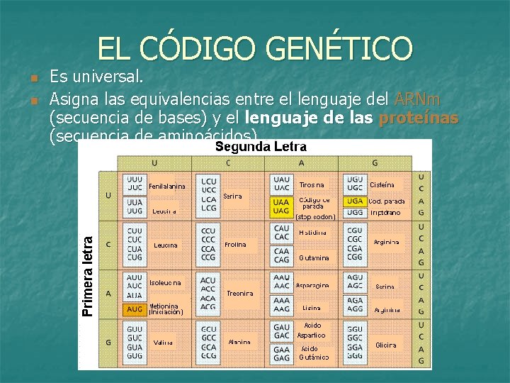 EL CÓDIGO GENÉTICO n n Es universal. Asigna las equivalencias entre el lenguaje del