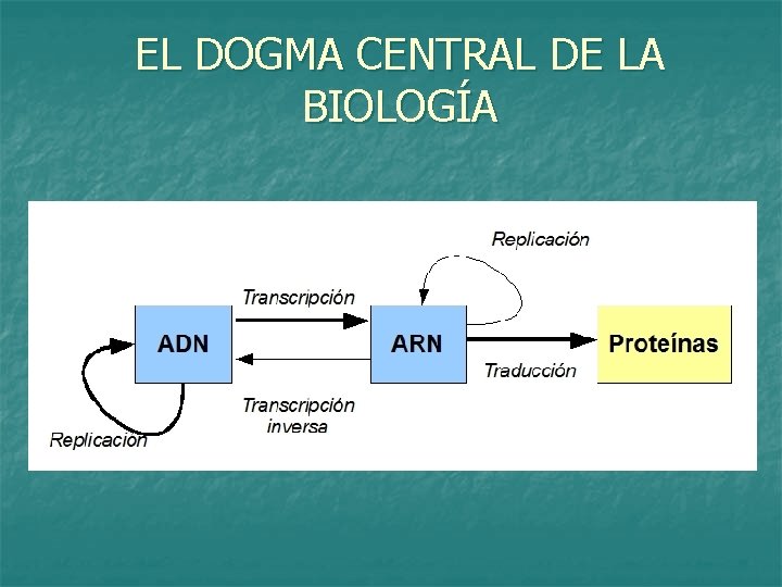 EL DOGMA CENTRAL DE LA BIOLOGÍA 