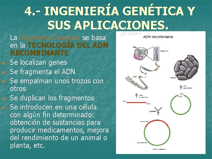 4. - INGENIERÍA GENÉTICA Y SUS APLICACIONES. n n n La Ingeniería Genética se