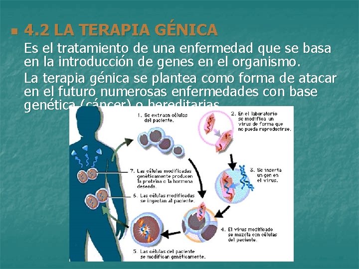 n 4. 2 LA TERAPIA GÉNICA Es el tratamiento de una enfermedad que se