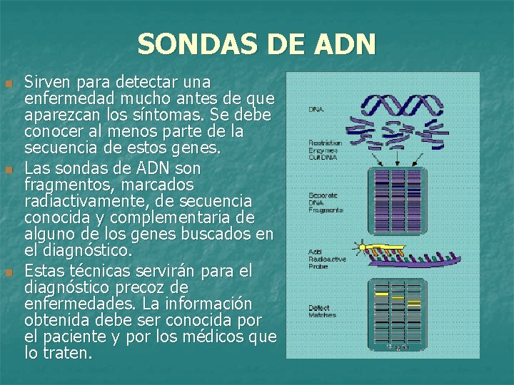 SONDAS DE ADN n n n Sirven para detectar una enfermedad mucho antes de