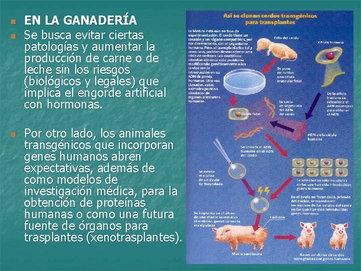 n n n EN LA GANADERÍA Se busca evitar ciertas patologías y aumentar la