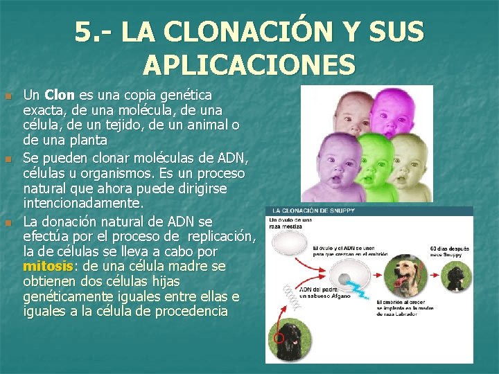 5. - LA CLONACIÓN Y SUS APLICACIONES n n n Un Clon es una