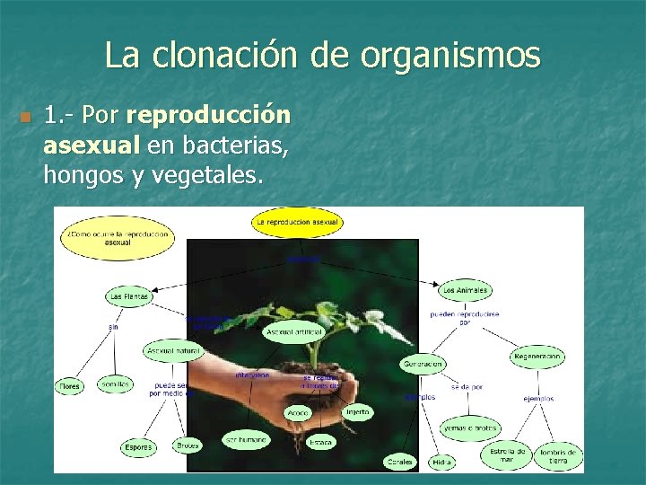 La clonación de organismos n 1. - Por reproducción asexual en bacterias, hongos y
