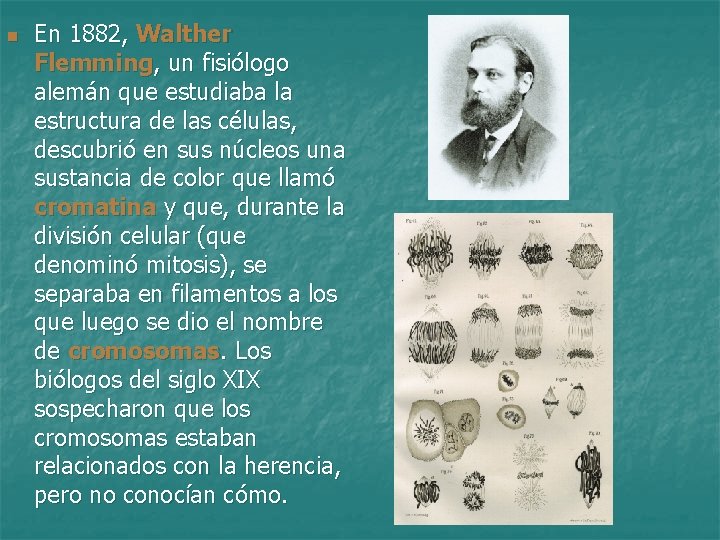 n En 1882, Walther Flemming, un fisiólogo alemán que estudiaba la estructura de las