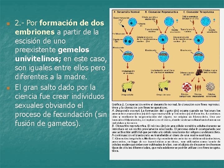 n n 2. - Por formación de dos embriones a partir de la escisión