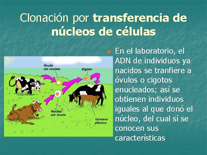 Clonación por transferencia de núcleos de células n En el laboratorio, el ADN de