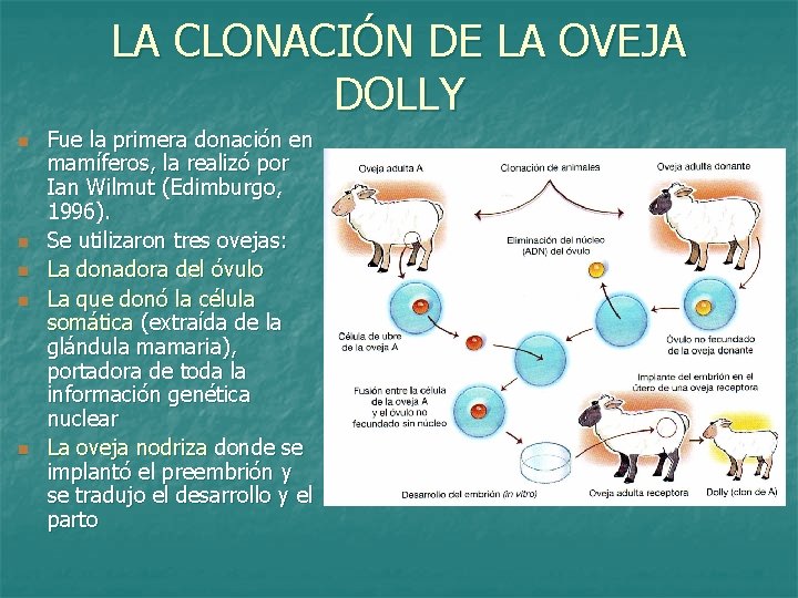 LA CLONACIÓN DE LA OVEJA DOLLY n n n Fue la primera donación en