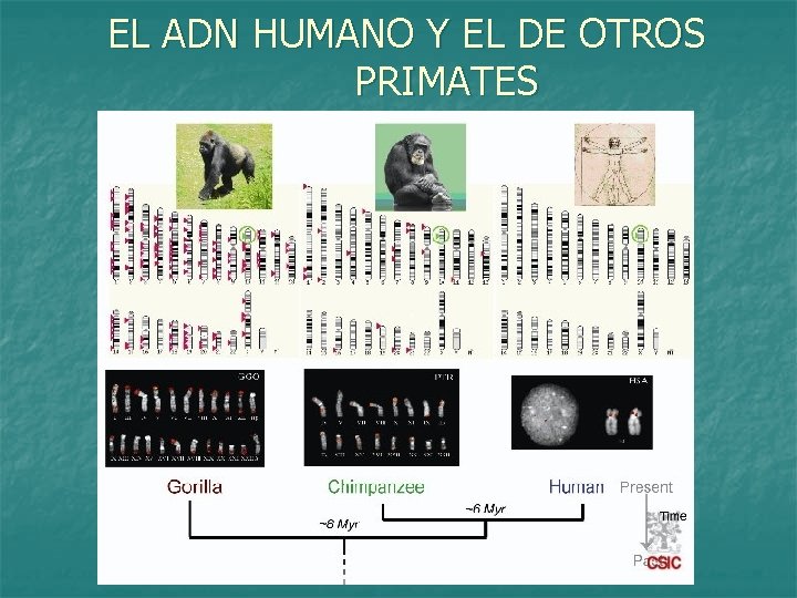 EL ADN HUMANO Y EL DE OTROS PRIMATES 