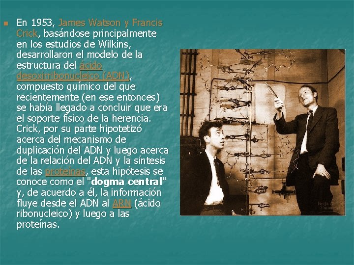 n En 1953, James Watson y Francis Crick, basándose principalmente en los estudios de