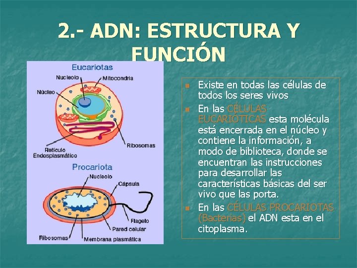 2. - ADN: ESTRUCTURA Y FUNCIÓN n n n Existe en todas las células