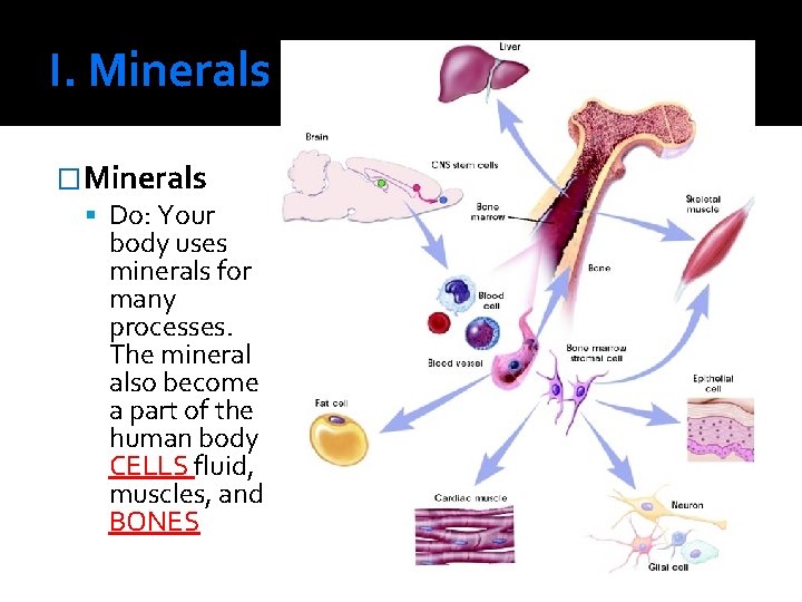 I. Minerals �Minerals Do: Your body uses minerals for many processes. The mineral also