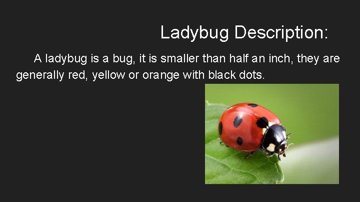 Ladybug Description: A ladybug is a bug, it is smaller than half an inch,