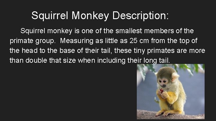 Squirrel Monkey Description: Squirrel monkey is one of the smallest members of the primate