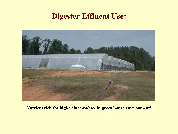 Digester Effluent Use: Nutrient rich for high value produce in green house environment! 
