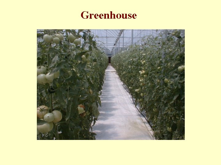 Greenhouse 