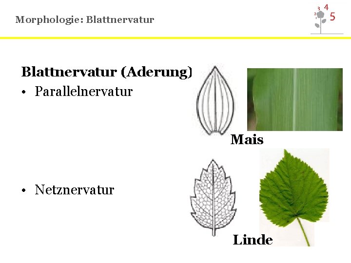 Morphologie: Blattnervatur (Aderung) • Parallelnervatur Mais • Netznervatur Linde 