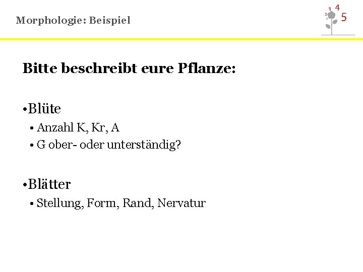Morphologie: Beispiel Bitte beschreibt eure Pflanze: • Blüte • Anzahl K, Kr, A •